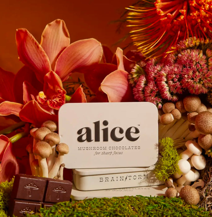 Alice Mushrooms Brainstorm — Mushroom Chocolates For Focus