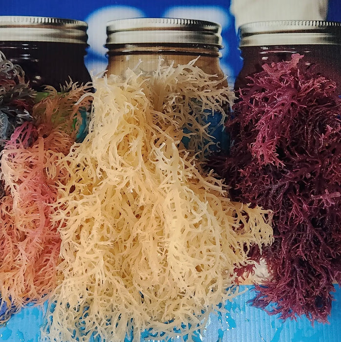 Wildcrafted Full Spectrum Seamoss Gel 16 oz Fresh Made Daily by Sea Moss Organics LLC