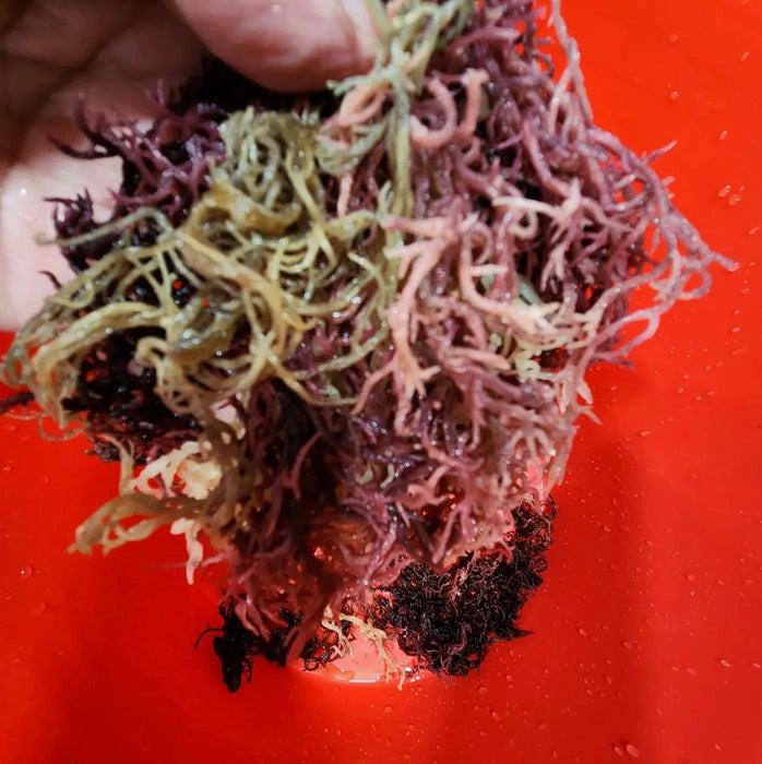 Wildcrafted Full Spectrum Seamoss Gel 16 oz Fresh Made Daily by Sea Moss Organics LLC