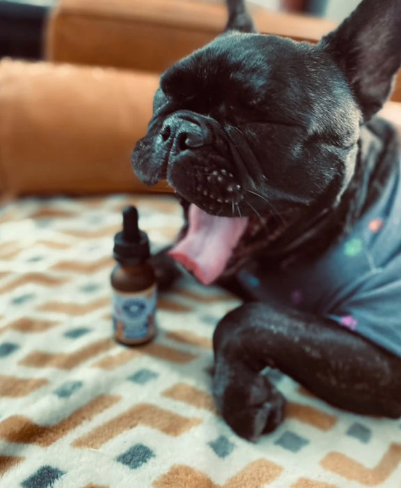 HAPPY HOUNDS CALM + COAT | Salmon Oil CBD Drops